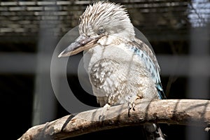 Blue winged kookaburra