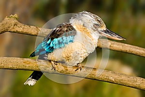 Blue winged kookaburra