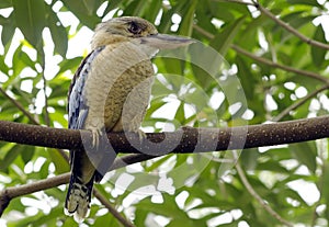 Blue-winged Kookaburra