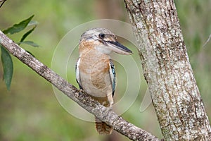 Blue-winged Kookaburra