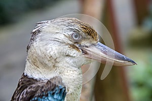 The blue-winged kookaburra