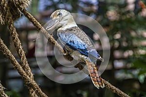 The blue-winged kookaburra