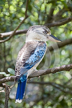 The blue-winged kookaburra