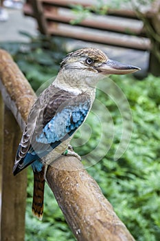 The blue-winged kookaburra