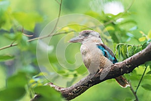 Blue-winged Kookaburra