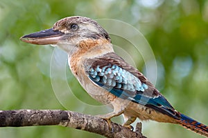 Blue-winged Kookaburra