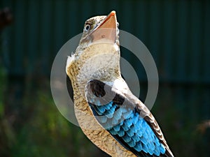 Blue winged kookaburra