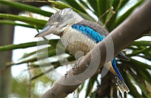 Blue-winged Kookaburra