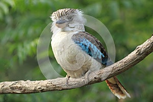 Blue-winged kookaburra photo