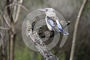 Blue winged Kookaburra