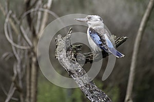 Blue winged Kookaburra