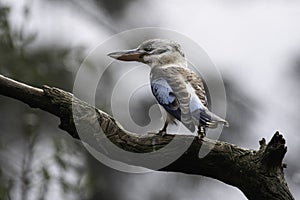 Blue winged Kookaburra