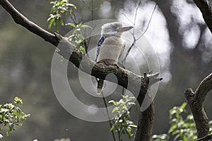 Blue Winged Kookaburra