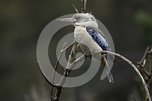 Blue Winged Kookaburra