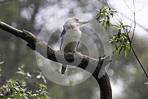 Blue Winged Kookaburra