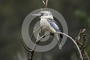 Blue Winged Kookaburra