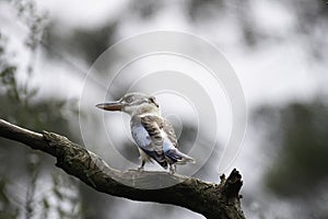 Blue Winged Kookaburra