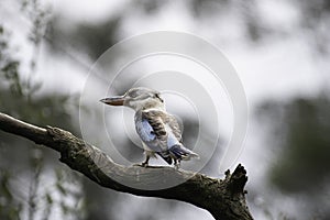 Blue Winged Kookaburra