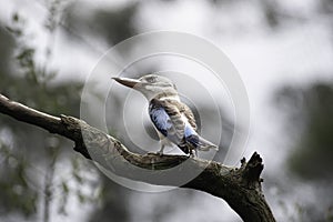 Blue Winged Kookaburra