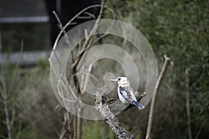 Blue Winged Kookaburra