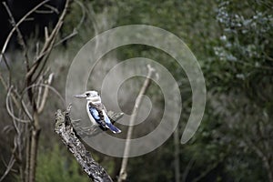 Blue Winged Kookaburra