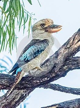 Blue Winged Kookaburra