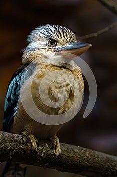 Blue-winged kookaburra