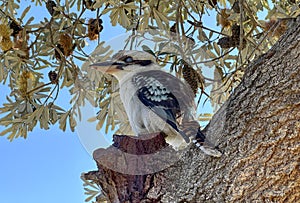 A blue winged kookaburra.