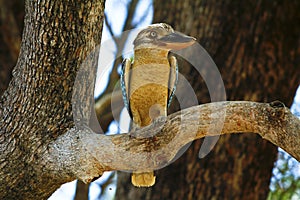 Blue-winged Kookaburra