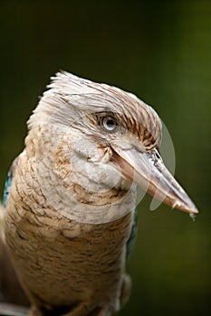 Blue-winged Kookaburra