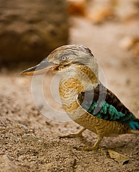 Blue-winged Kookaburra