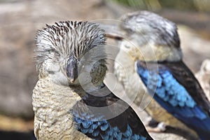 Blue-winged kookaburra