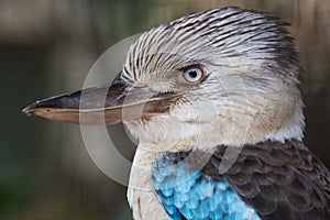 Blue winged kookaburra bird with intense look