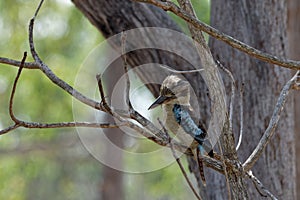 Blue Winged Kookaburra on a branch