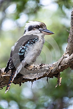 Blue-winged Kookaburra on branch