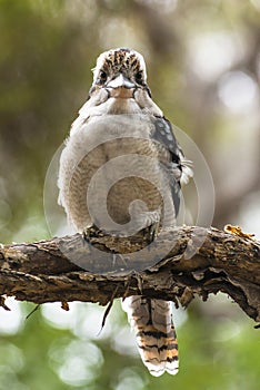 Blue-winged Kookaburra on branch