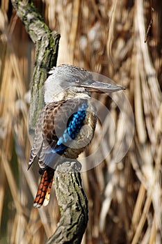 Blue-winged kookaburra (Dacelo leachii)