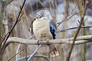 Blue-winged Kookaburra