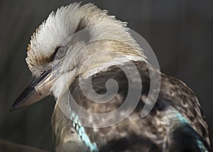 Blue-winged Kookaburra Dacelo leachii