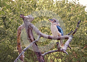 Blue-winged Kookaburra, Dacelo leachii is on the branch. Bird watching