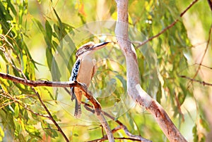 Blue-winged Kookaburra