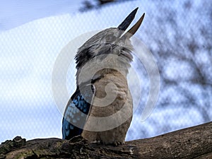 An Blue-winged kookaburra, Dacelo leachii, echoes with a loud call