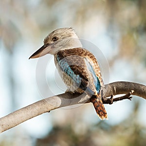 Blue-winged kookaburra (Dacelo leachii ) female bird on a branch