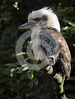 blue-winged kookaburra, Dacelo leachii, is a noisy Australian bird