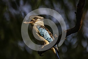 The blue-winged kookaburra Dacelo leachii perched on tree in Kakadu National Park, Australia.