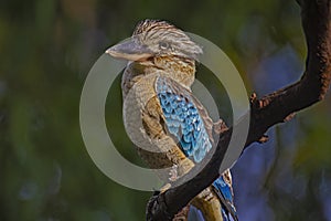 The blue-winged kookaburra Dacelo leachii perched on tree in Kakadu National Park, Australia.