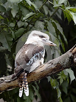 blue-winged kookaburra, Dacelo leachii, sits on a branch and observes the surroundings