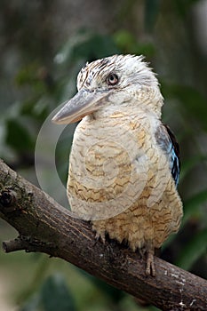 The blue-winged kookaburra Dacelo leachii sitting on a branch. A large kingfisher sitting on a branch with a green background