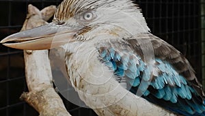 Blue-winged Kookaburra Dacelo leachii turning its head