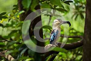 Blue-Winged Kookaburra eating